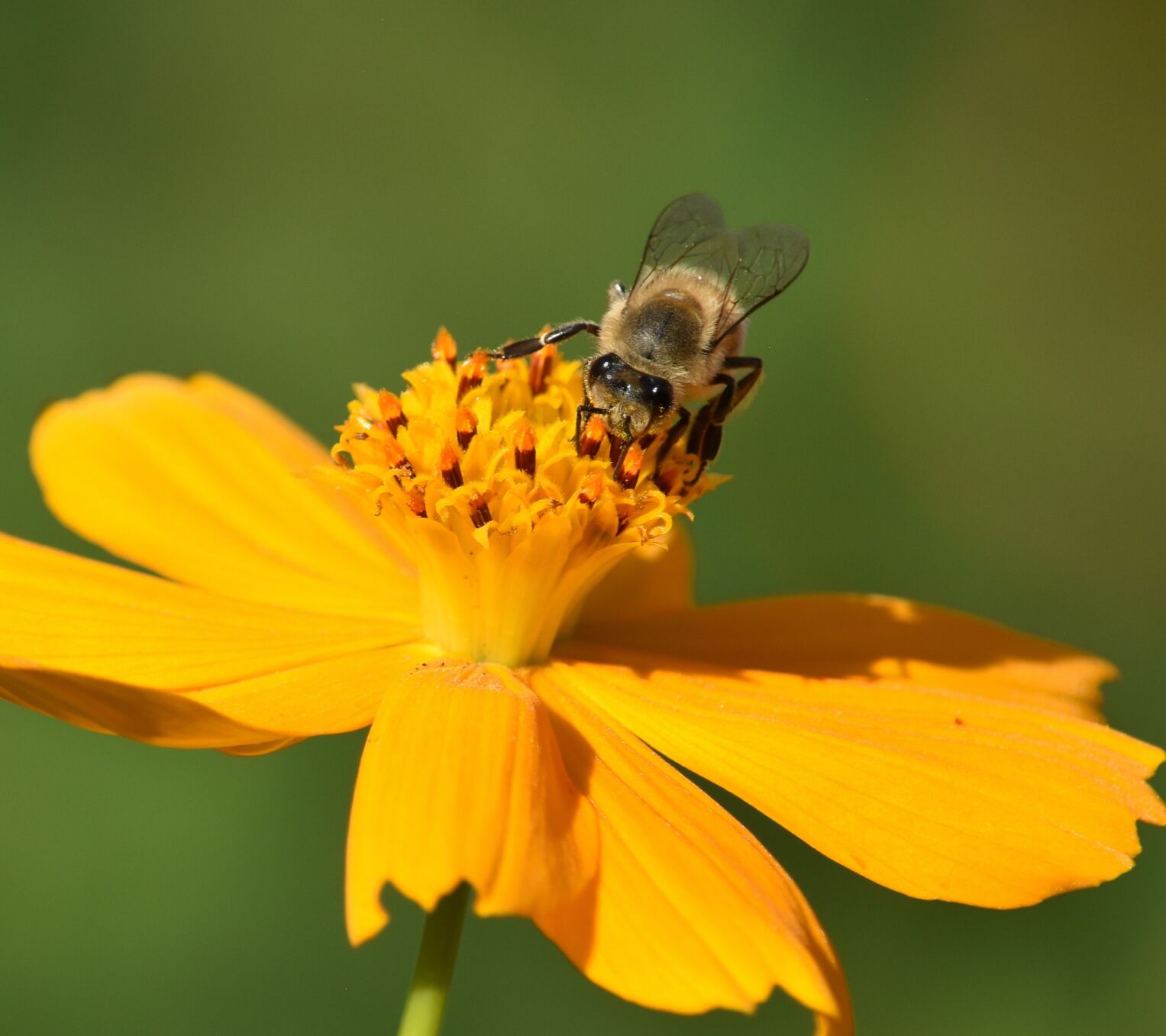 Honeybee Closeup